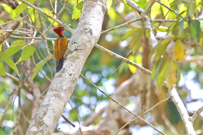 Red-headed Flameback female adult