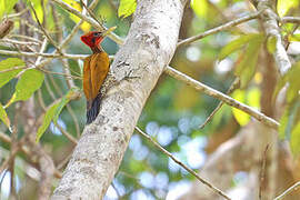 Red-headed Flameback