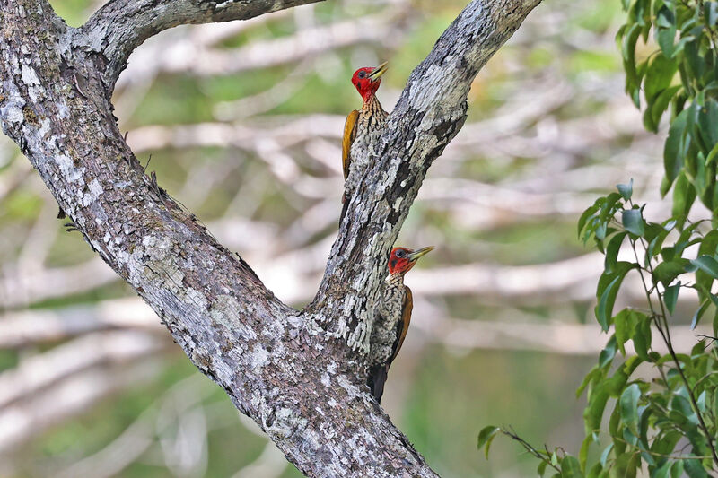 Red-headed Flamebackadult