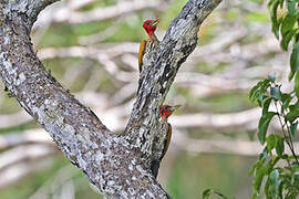 Red-headed Flameback