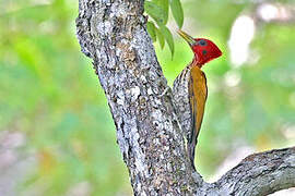 Red-headed Flameback