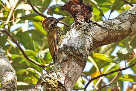 Melancholy Woodpecker