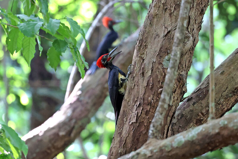 White-bellied Woodpecker male adult