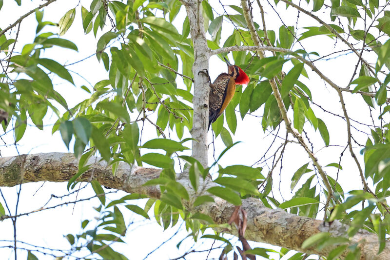 Spot-throated Flameback male adult