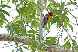 Spot-throated Flameback