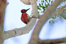 Luzon Flameback