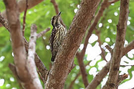 Philippine Pygmy Woodpecker