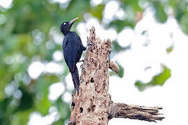 Northern Sooty Woodpecker