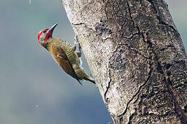 Golden-olive Woodpecker