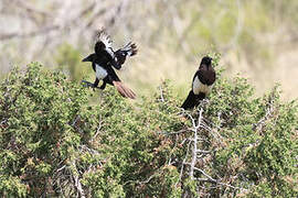 Asir Magpie