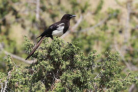 Asir Magpie