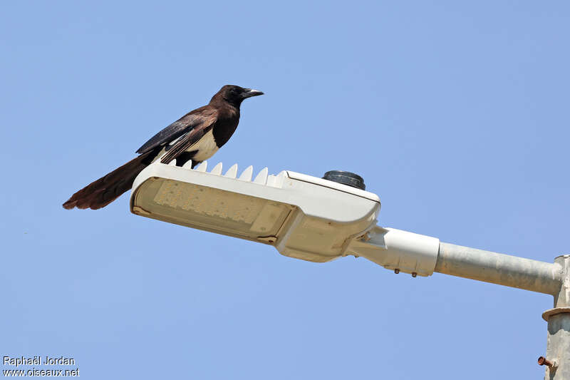 Asir Magpie