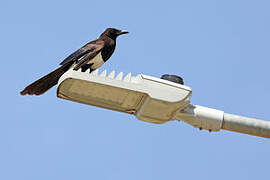 Asir Magpie