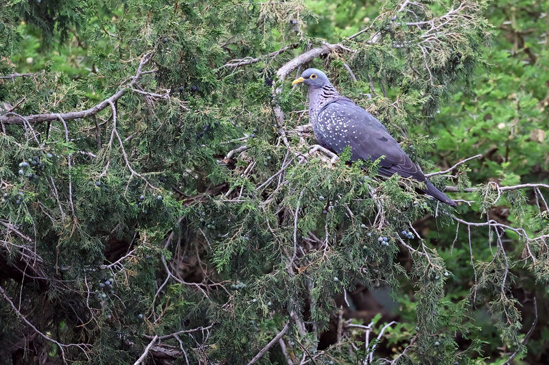 African Olive Pigeon