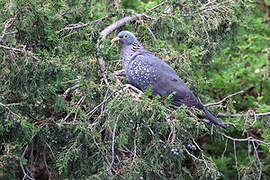 African Olive Pigeon