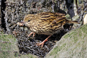 Pipit antarctique