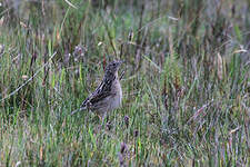 Pipit du paramo