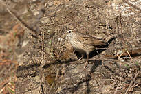 Pipit montagnard