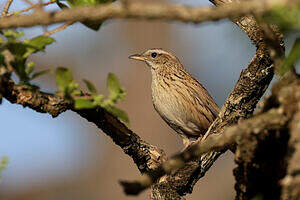 Pipit montagnard