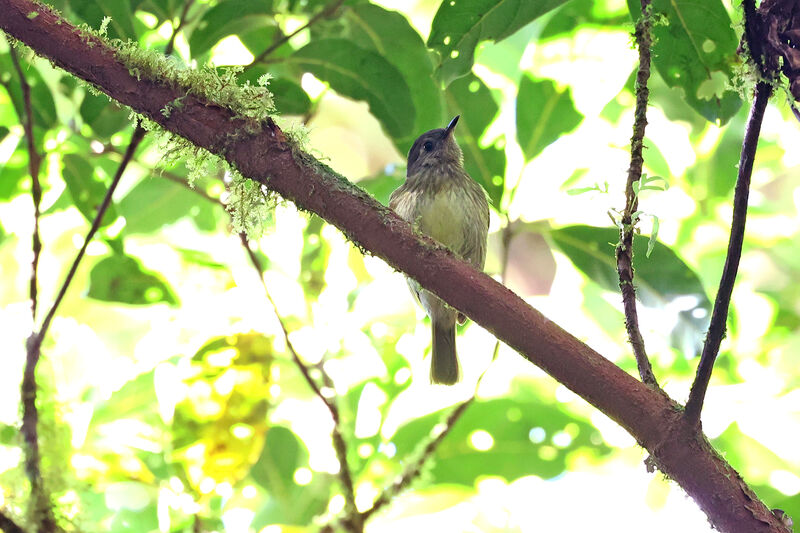 Olive-streaked Flycatcheradult