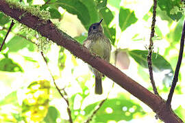 Olive-streaked Flycatcher