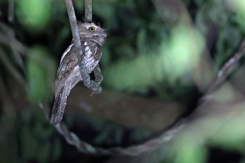 Palawan Frogmouth