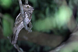 Palawan Frogmouth