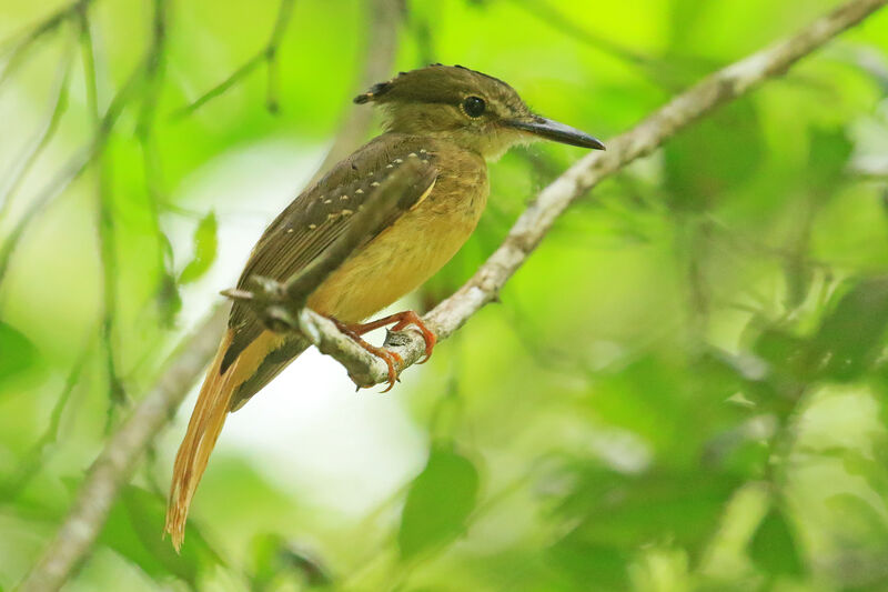 Tropical Royal Flycatcher