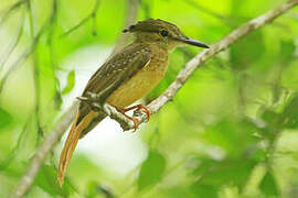 Tropical Royal Flycatcher