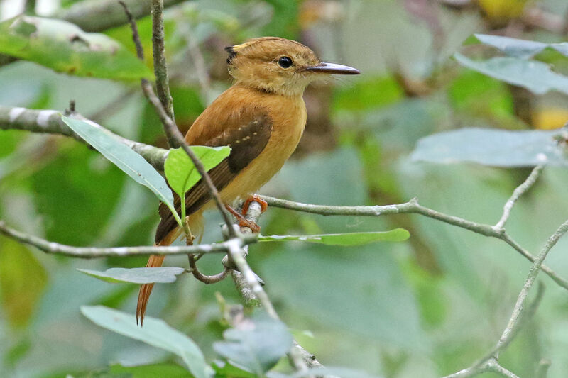 Tropical Royal Flycatcheradult