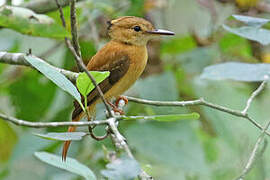 Tropical Royal Flycatcher