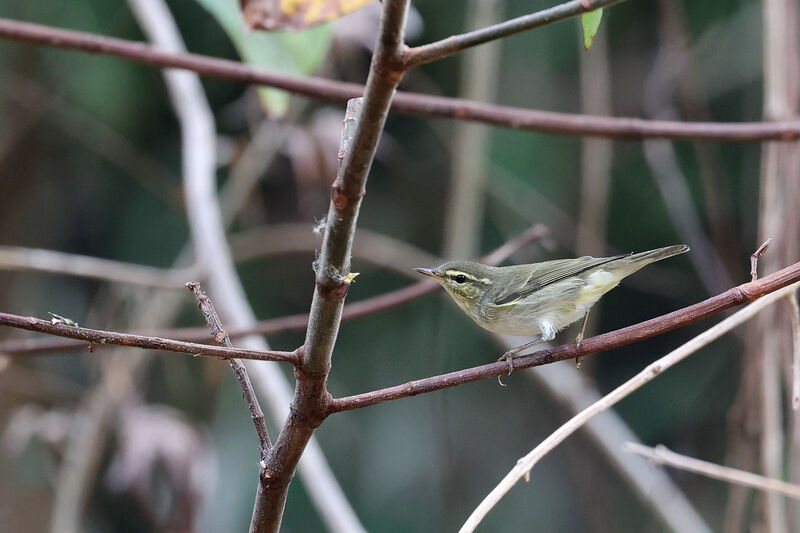 Arctic Warbler