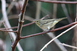 Arctic Warbler