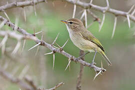 Brown Woodland Warbler