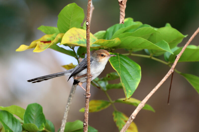 Prinia de São Toméadulte