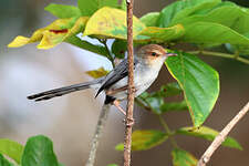 Prinia de São Tomé