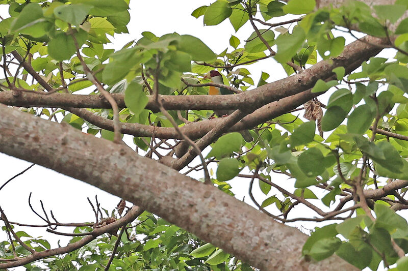 Yellow-breasted Fruit Dove