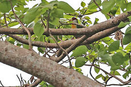 Yellow-breasted Fruit Dove