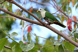 Black-chinned Fruit Dove