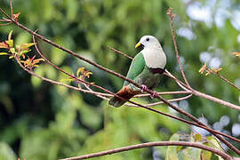 Black-chinned Fruit Dove