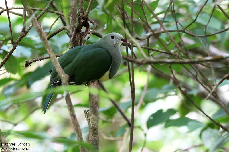 Cream-breasted Fruit Dove, identification