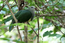 Cream-breasted Fruit Dove