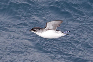 Puffinure de Géorgie du Sud