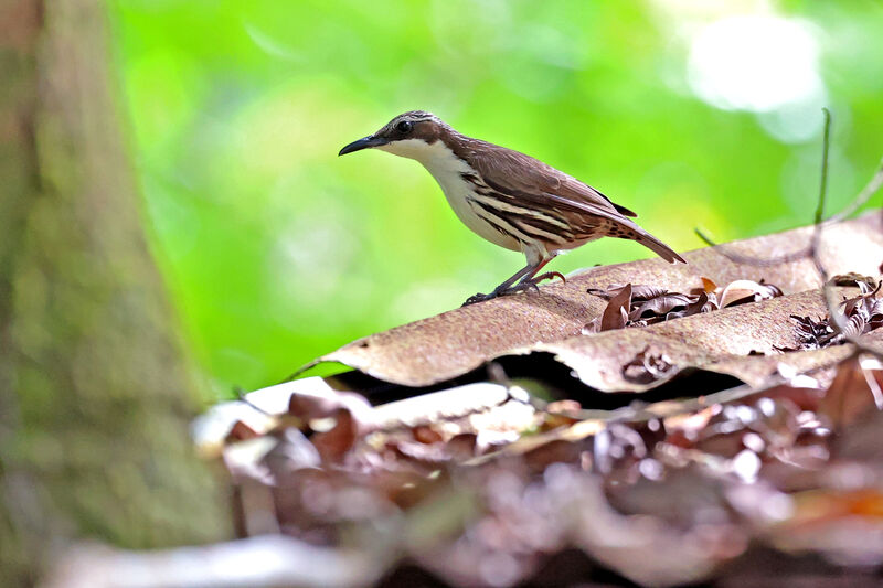 Rhabdornis à tête striée