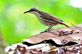 Stripe-headed Rhabdornis