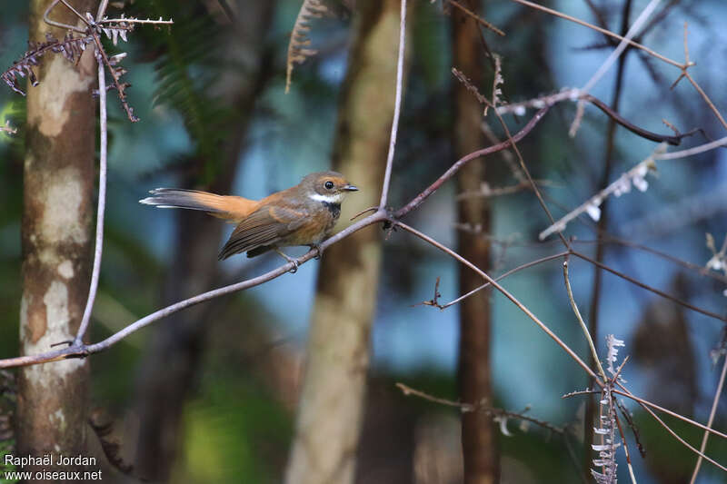 Gilolo Fantail