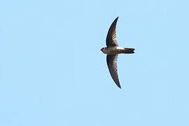 Ameline Swiftlet