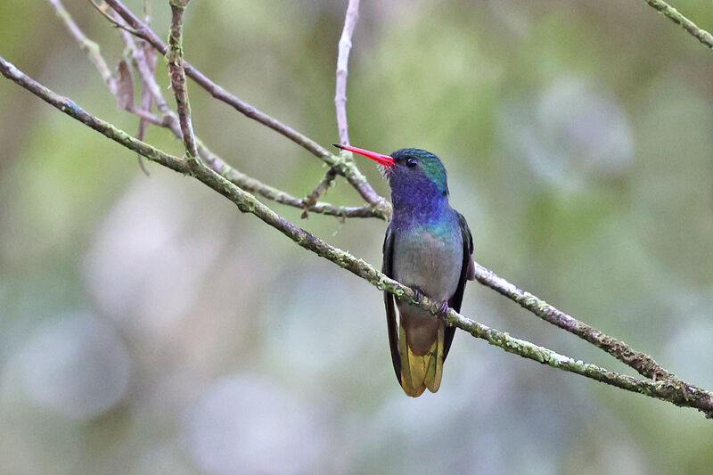 Blue-throated Sapphire male adult