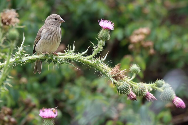 Serin d'Arabieadulte, identification