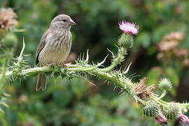 Arabian Serin